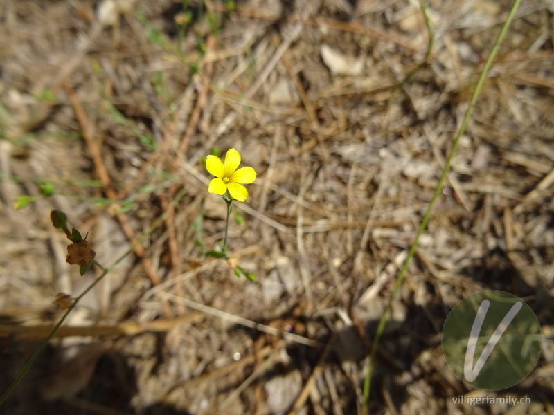 Lein (Linum strictum): Übersicht